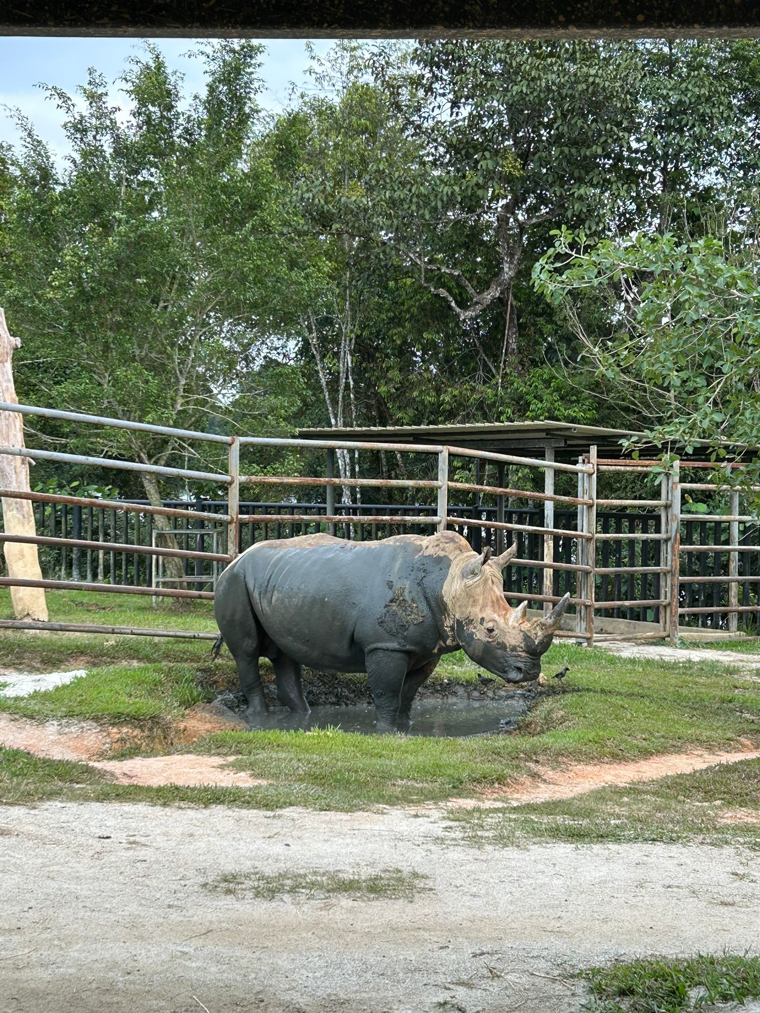 Southern White Rhinoceros