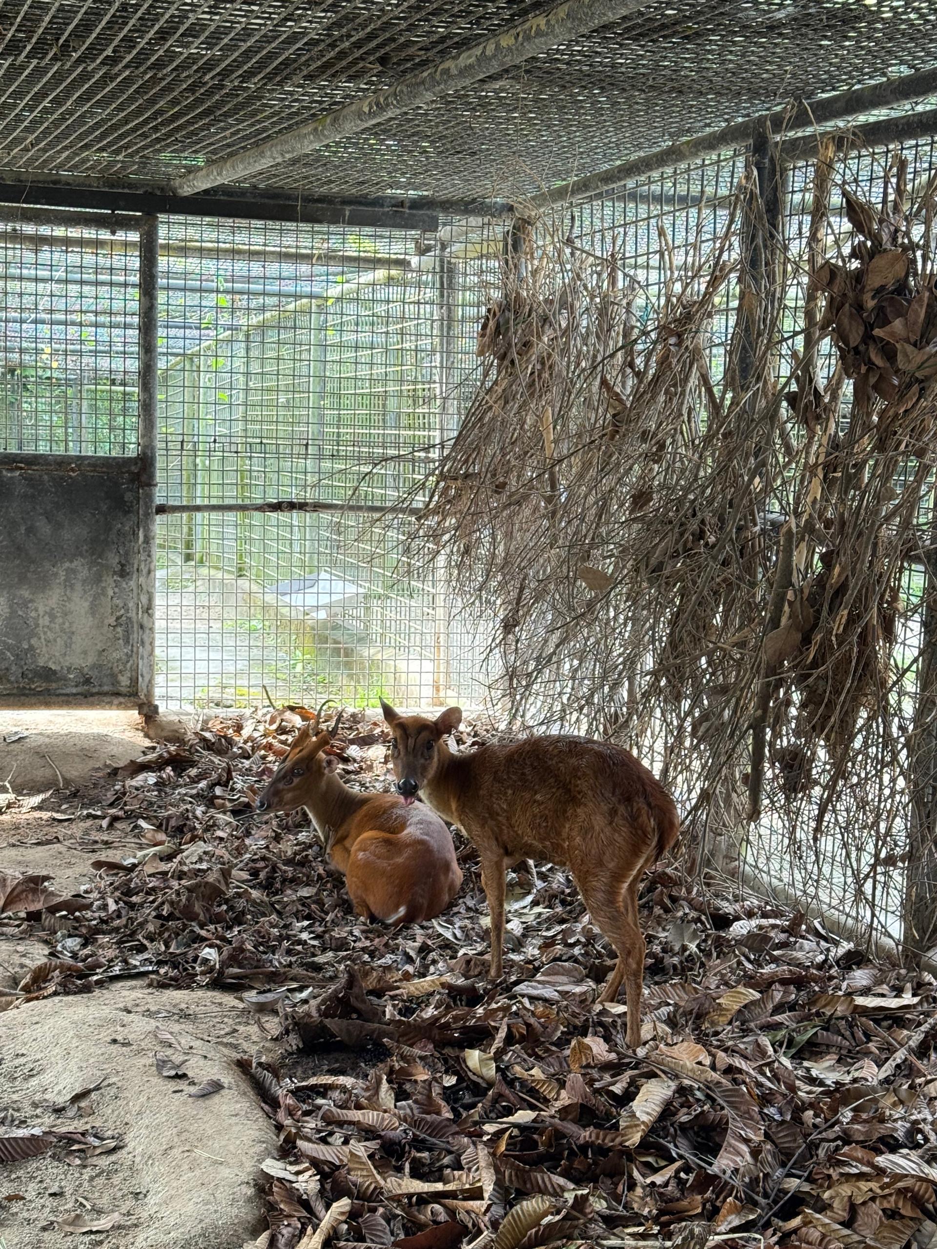 Barking Deer