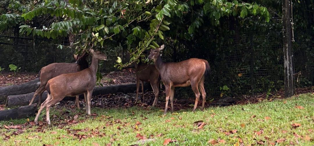 Malayan Sambar Deer