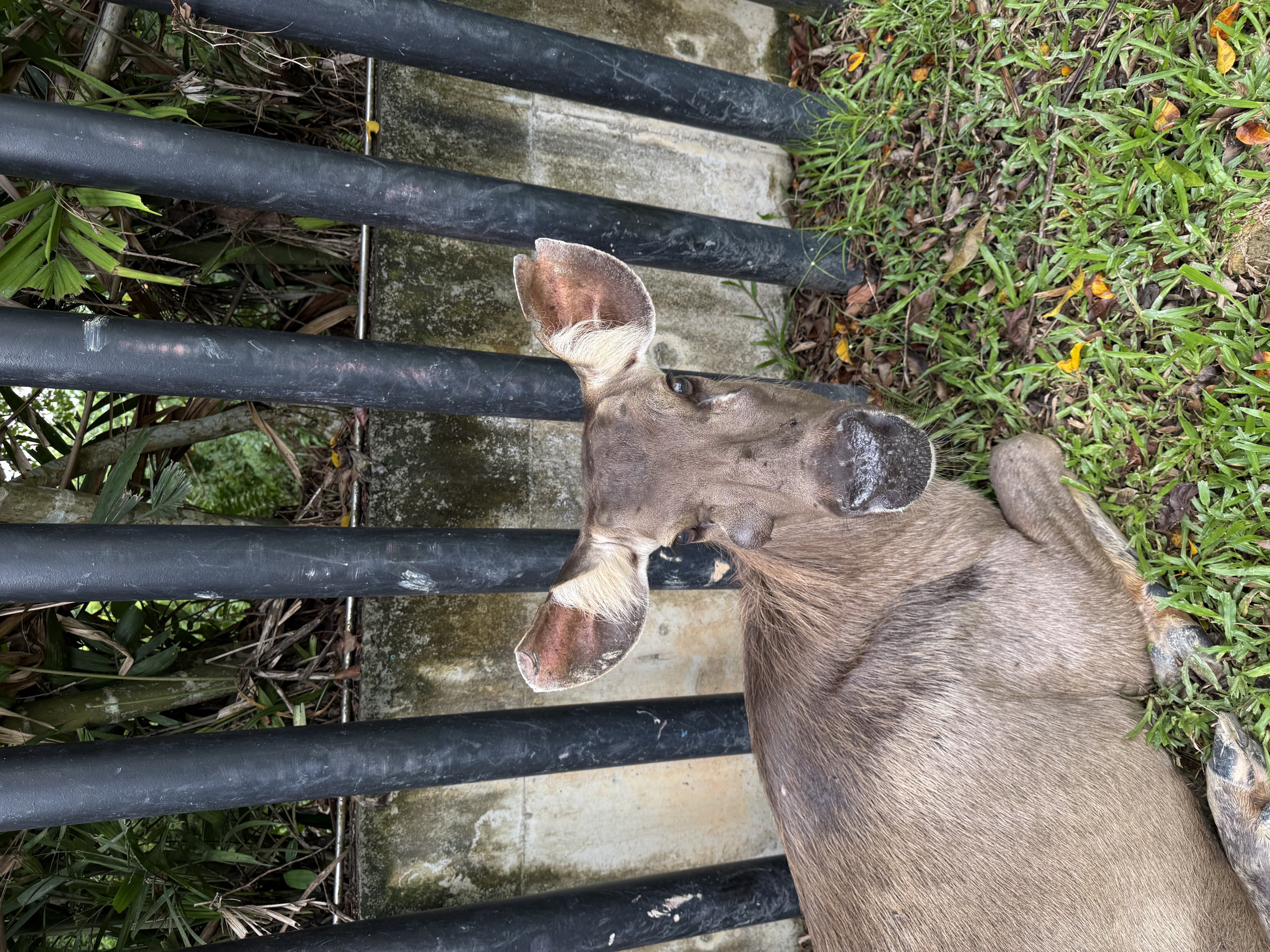 Indian Sambar Deer