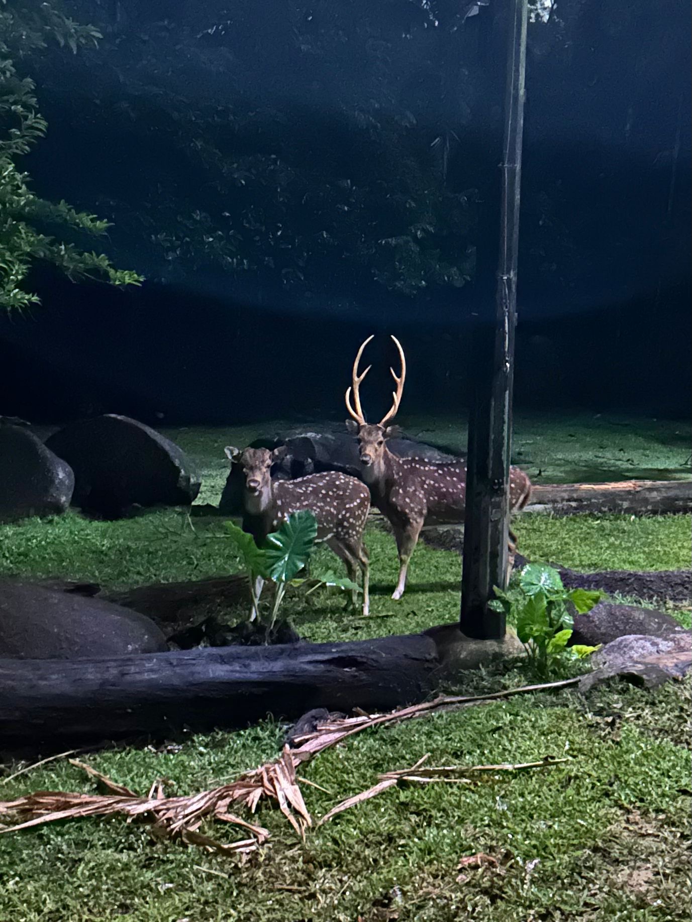 Axis Deer